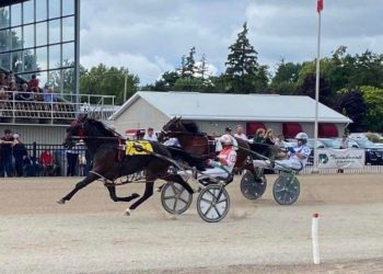 Future driving stars in mini horse races