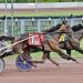 The Downs trotting features to Team Melander