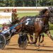 Boudoir Hanover heads $80,000 KY Series leg 1 Boudoir Hanover heads $80,000 KY Series leg