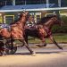 Top NY-sired fillies clash at Batavia