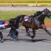 Queensland harness racing wrap