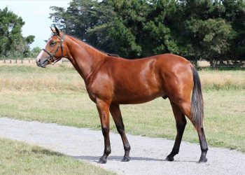 NZ sales graduate is Interdominion bound