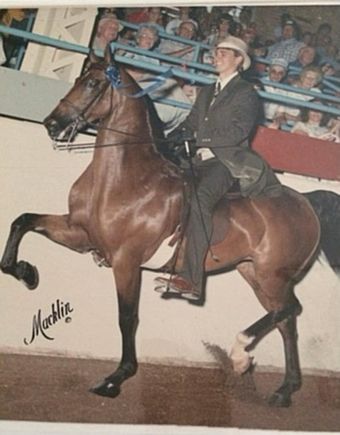 Tony and a Saddlebred