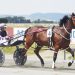 Pair of progeny debut for Green at Winton