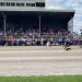 Fans flock to Clinton for Weiner dogs & harness racing