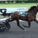 Alrajah One IT cements top trotter status with $279,000 Cashman Memorial victory