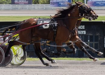 Dead Heat for win in Meadows feature