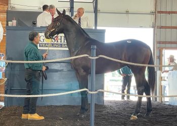 Dramatic increase in Goshen Yearling Sale