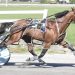 Adriano Hanover scores closing day at Bangor