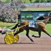 Veteran trotter loves racing at The Downs 3 Veteran trotter loves racing at The Downs