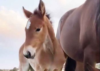 Capt Midnight’s foals have the looks