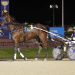 Donmaro ready to rumble in Harness 7000 feature 1 Donmaro ready to rumble in Harness 7000 feature