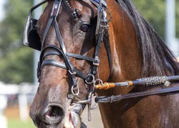 Undefeated Kilmister goes for seventh straight