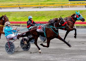 Queensland harness racing wrap