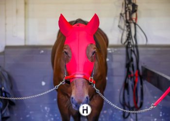 Auckland Reactor gelding claims Group 2