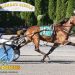 Mach Three gelding scores in feature