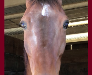 Tink And Tiger makes final career start