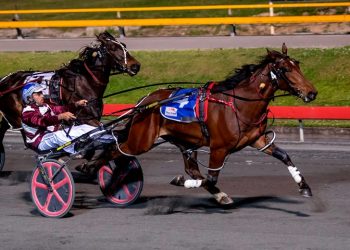 Queensland harness racing wrap