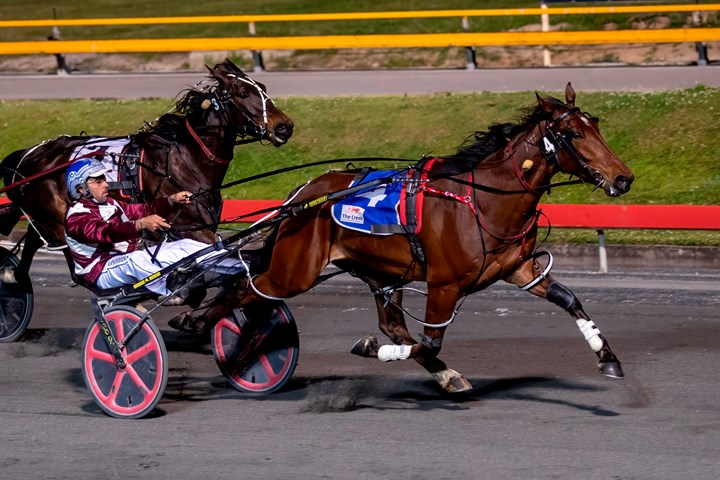 Queensland Harness Racing Wrap Harnesslink 1371