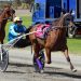 Tough call to send talented trotter to new stable
