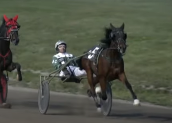 Irish Ray still perfect after P.E.I. Colt Stakes victory