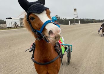 Popular Pony Trots off and racing again!