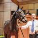 Record-breaking start for Lexington Select Sale 2 Record-breaking start for Lexington Select Sale