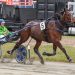Muscle Mountain a possibility for Yonkers International Trot? 2 Muscle Mountain