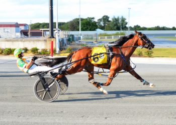 Two-year-olds to fight for $100,000 DSBF final