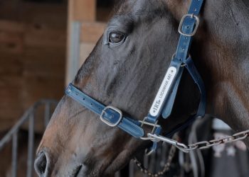 Lochinvar Art arrives in U.S.A.