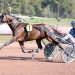 Undefeated Idao de Tillard wins 180,000€ Group II test