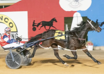 Unbeaten youngster by A Rocknroll Dance