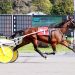 36-1 longshot upsets in Open Trot 3 36-1 longshot upsets in Open Trot