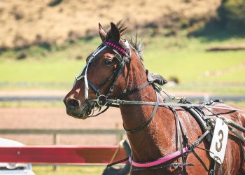 Sky Major gelding breaks all-comers track record with blistering 1:46.4