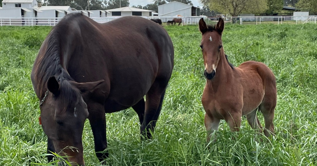 Capt Midnight x Fleur De Lil foal