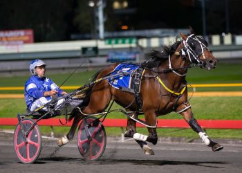 Star Queensland youngster by Tintin