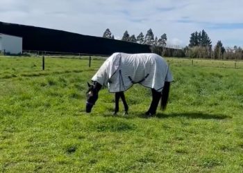 Rock N Roll Doo enjoying himself ahead of NZ debut