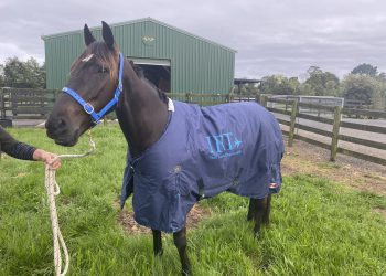Victoria Cup winner arrives in New Zealand