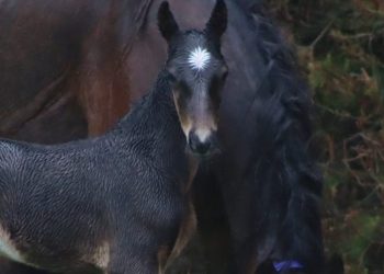 New Tall Dark Stranger in town