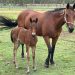 Blue blooded filly from Tiger Tara