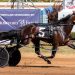 Handlelikeaporsche now heads for Breeders Crown 2 Handlelikeaporsche now heads for Breeders Crown