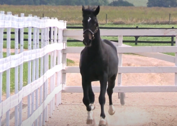 Resolve colt tops London Classic Yearling Sale day one