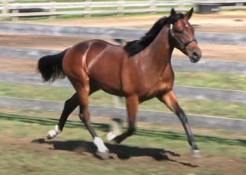 Muscle Mass yearlings top London Classic finale