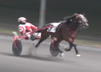 Raising Rusty golden in Rideau Preferred