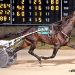 Kings County rules again in Open Trot
