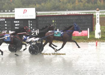 Kiwi import lowers mark in fourth straight