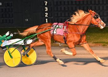 Perfection secured by Yankee Royalty gelding