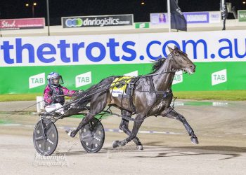 Breeding nursery has first Inter Dominion starters