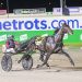 Breeding nursery has first Inter Dominion starters