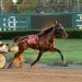 AHDC trot action at Freehold Raceway